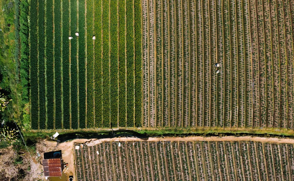 Healthy crop field under advisory
